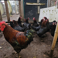 Galline marans e piccioni texani