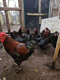 Galline marans e piccioni texani