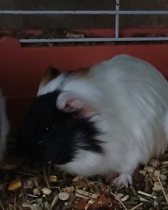 Cuccioli coniglio nano e ariete nano, leggi bene