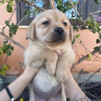 Cuccioli di Labrador retriever con Pedigree Enci