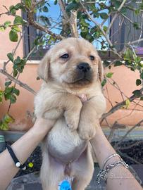 Cuccioli di Labrador retriever con Pedigree Enci