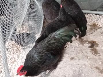 Galli australorp in purezza