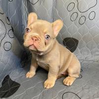 Bull dog francese blu esotico maschio e femmina