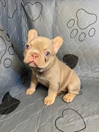 Bull dog francese blu esotico maschio e femmina