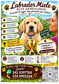 Labrador Miele Pedigree ENCI Alta Genealogia
