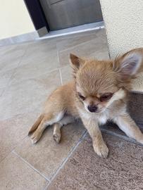 Chihuahua a pelo lungo con pedigree enci