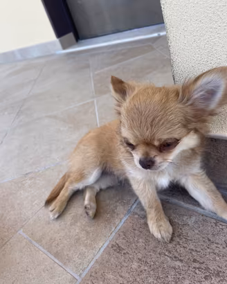 Chihuahua a pelo lungo con pedigree enci