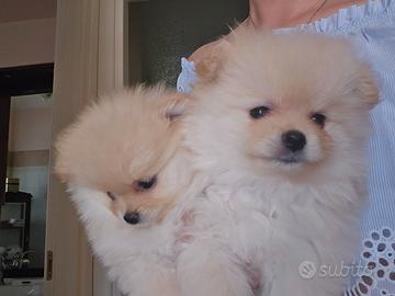 Femmina spitz di Pomerania