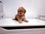 Immagine 30