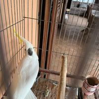 Pappagallo