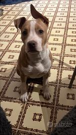 Crystal Amstaff