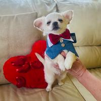 Cucciolo di chihuahua con pedigree ENCI