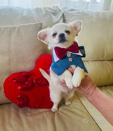 Cucciolo di chihuahua con pedigree ENCI