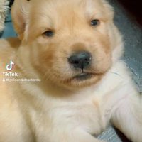 Cuccioli GOLDEN RETRIEVER ANGLOAMERICANI