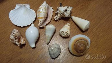 collezione di 10 conchiglie naturali assortite