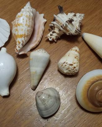 collezione di 10 conchiglie naturali assortite