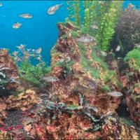 Neocaridina red cherry, Phyllanthus fluitans