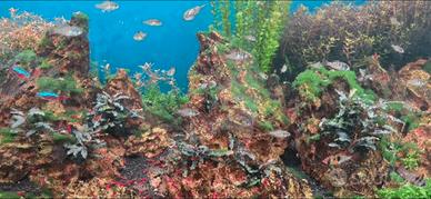 Neocaridina red cherry, Phyllanthus fluitans
