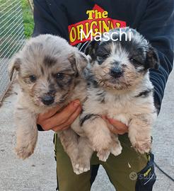 cucciolata pastore australiano blue merle 