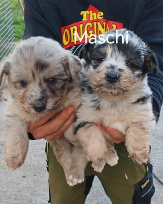 cucciolata pastore australiano blue merle 