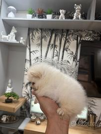 Spitz di pomerania nano perfetto