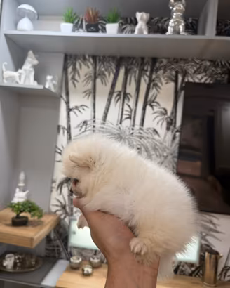 Spitz di pomerania nano perfetto