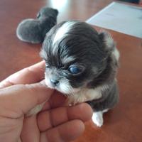 Chihuahua pelo lungo colore blu pedigree enci