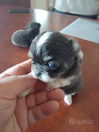 Chihuahua pelo lungo colore blu pedigree enci