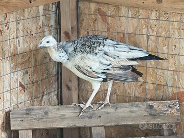 Coppia pavoni nigripennis