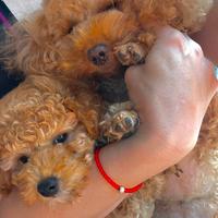 Barboncini TOY 24 cm/PEDIGREE ENCI/colore Fulvo/