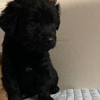 Cuccioli di maltipoo Toy da borsetta