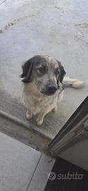 Cane meticcio vaccinato