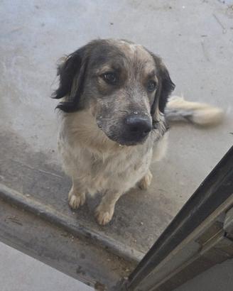 Cane meticcio vaccinato