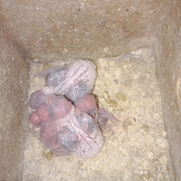 Pulli cocorite da imbecco