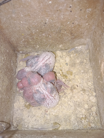 Pulli cocorite da imbecco