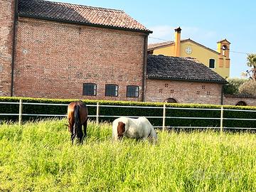 Pensione cavallo