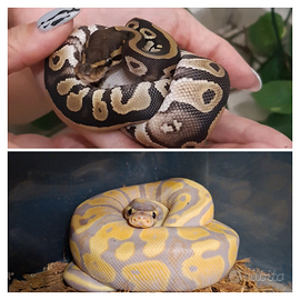 Pitone reale. Coppia in cessione