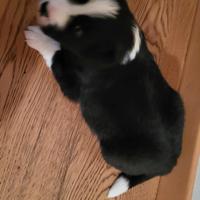 Border Collie