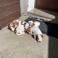 Cuccioli Jack Russell Terrier