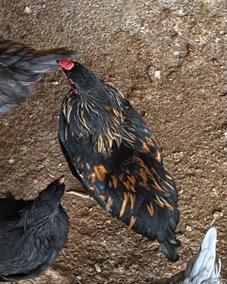 Galletti olive egger ed araucana