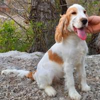 Cocker Spaniel Inglese Femmina Pedigree ENCI