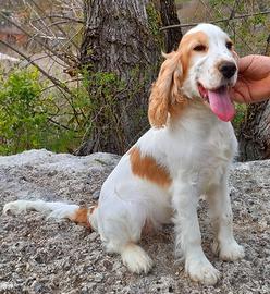 Cocker Spaniel Inglese Femmina Pedigree ENCI