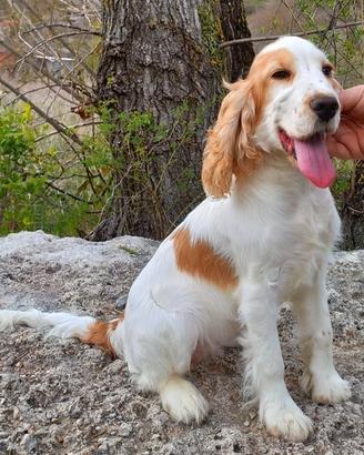 Cocker Spaniel Inglese Femmina Pedigree ENCI