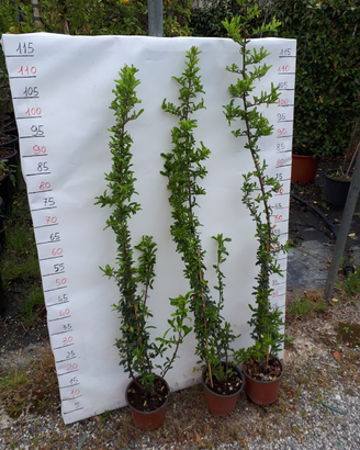 Piante Pyracantha e molto altro