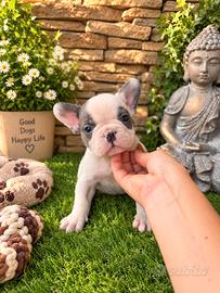 Bulldog francese