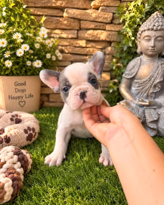Bulldog francese