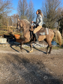 Cavallo incrocio Criollo Argentino