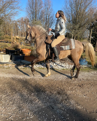 Cavallo incrocio Criollo Argentino