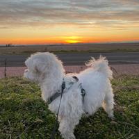 Maltese 3kg con Pedigree per accoppiamento