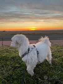 Maltese 3kg con Pedigree per accoppiamento